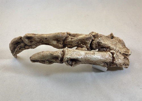Tyrannosaurus rex hand replica - hand,